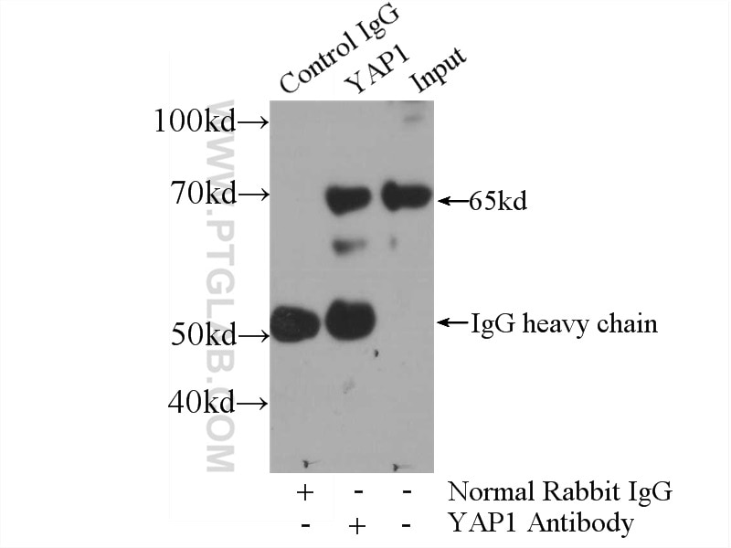 Immunoprecipitation (IP) experiment of NIH/3T3 cells using YAP1 Polyclonal antibody (13584-1-AP)