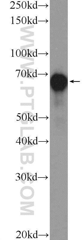 YAP1 Polyclonal antibody