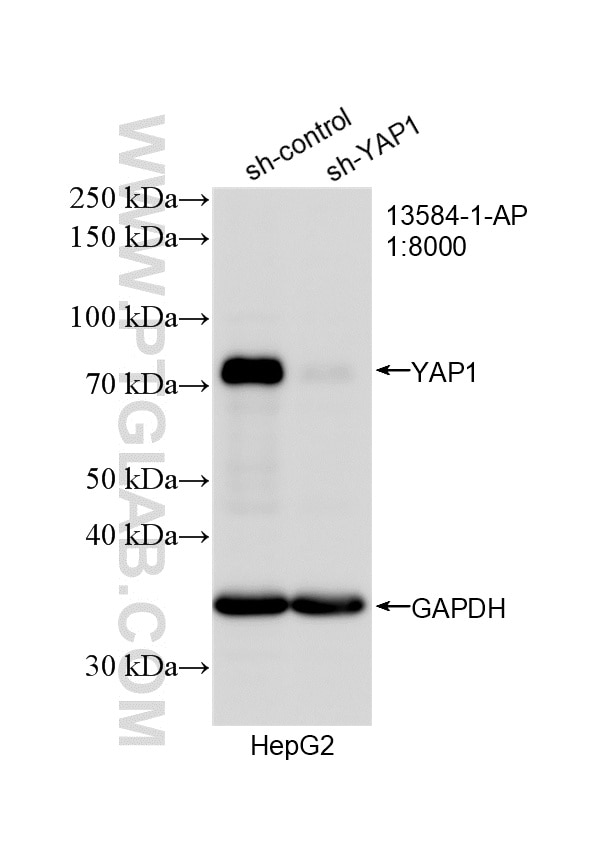 Western Blot (WB) analysis of HepG2 cells using YAP1 Polyclonal antibody (13584-1-AP)