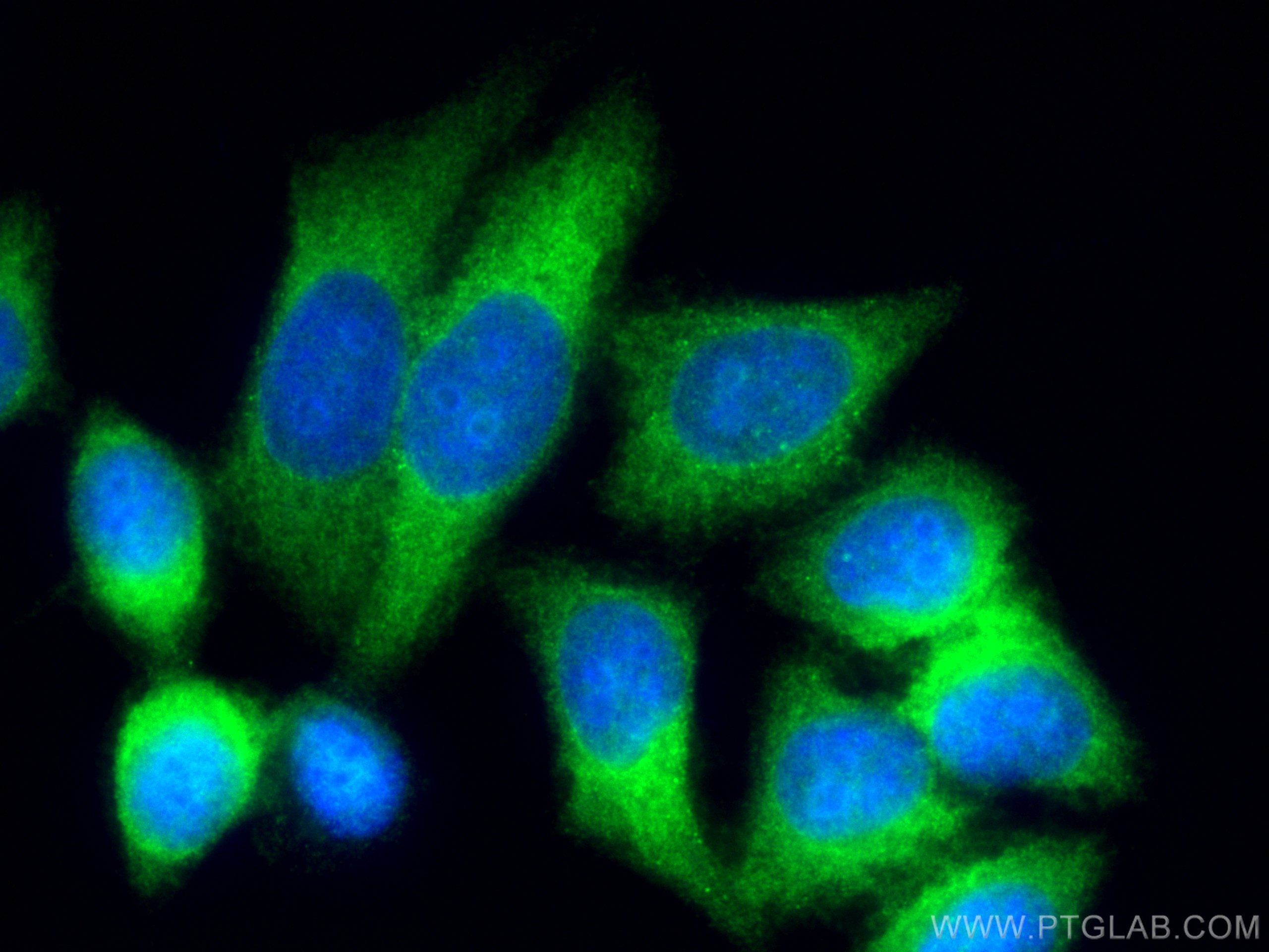 Immunofluorescence (IF) / fluorescent staining of HepG2 cells using YAP1 Monoclonal antibody (66900-1-Ig)
