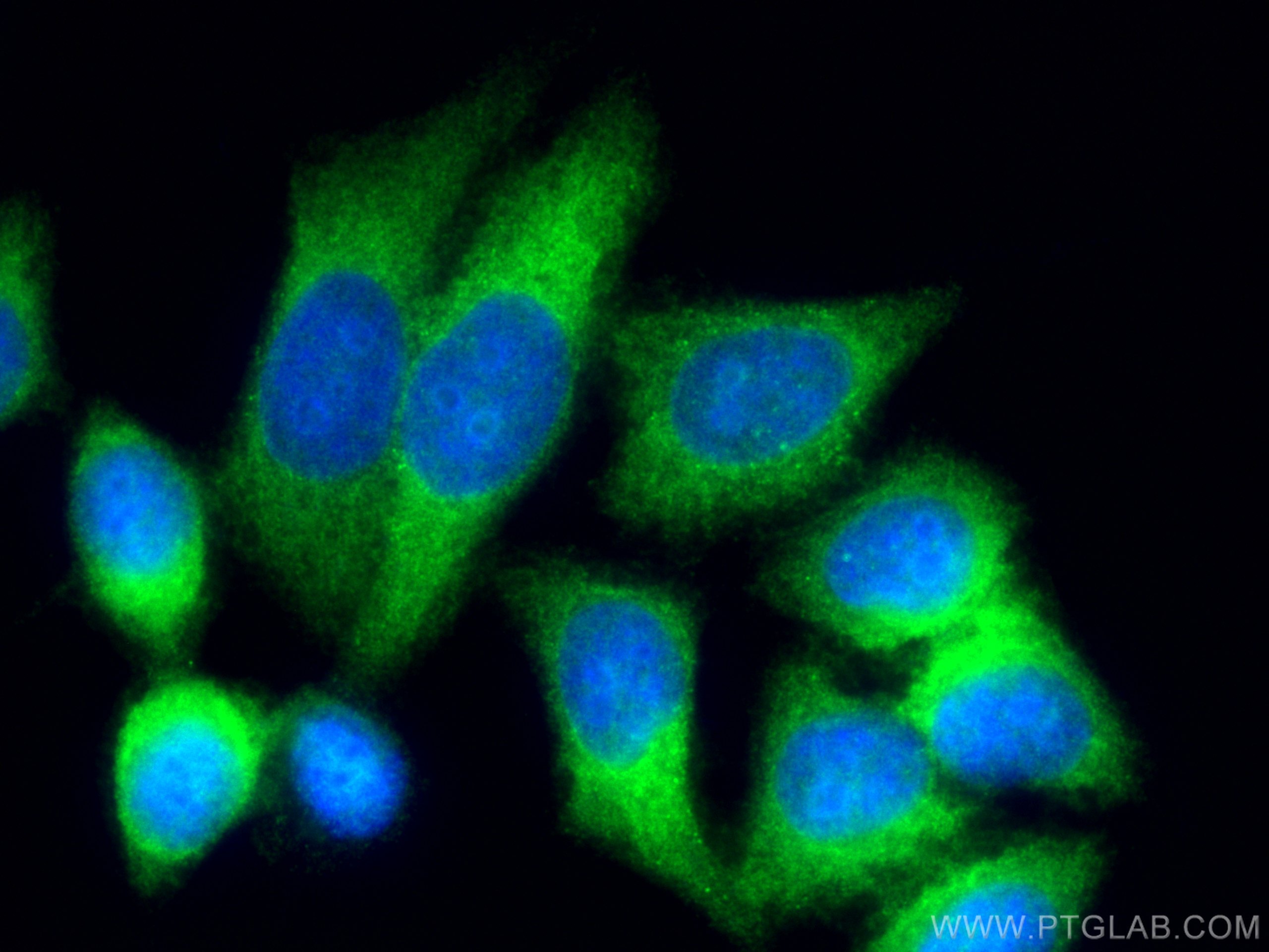 IF Staining of HepG2 using 66900-1-Ig