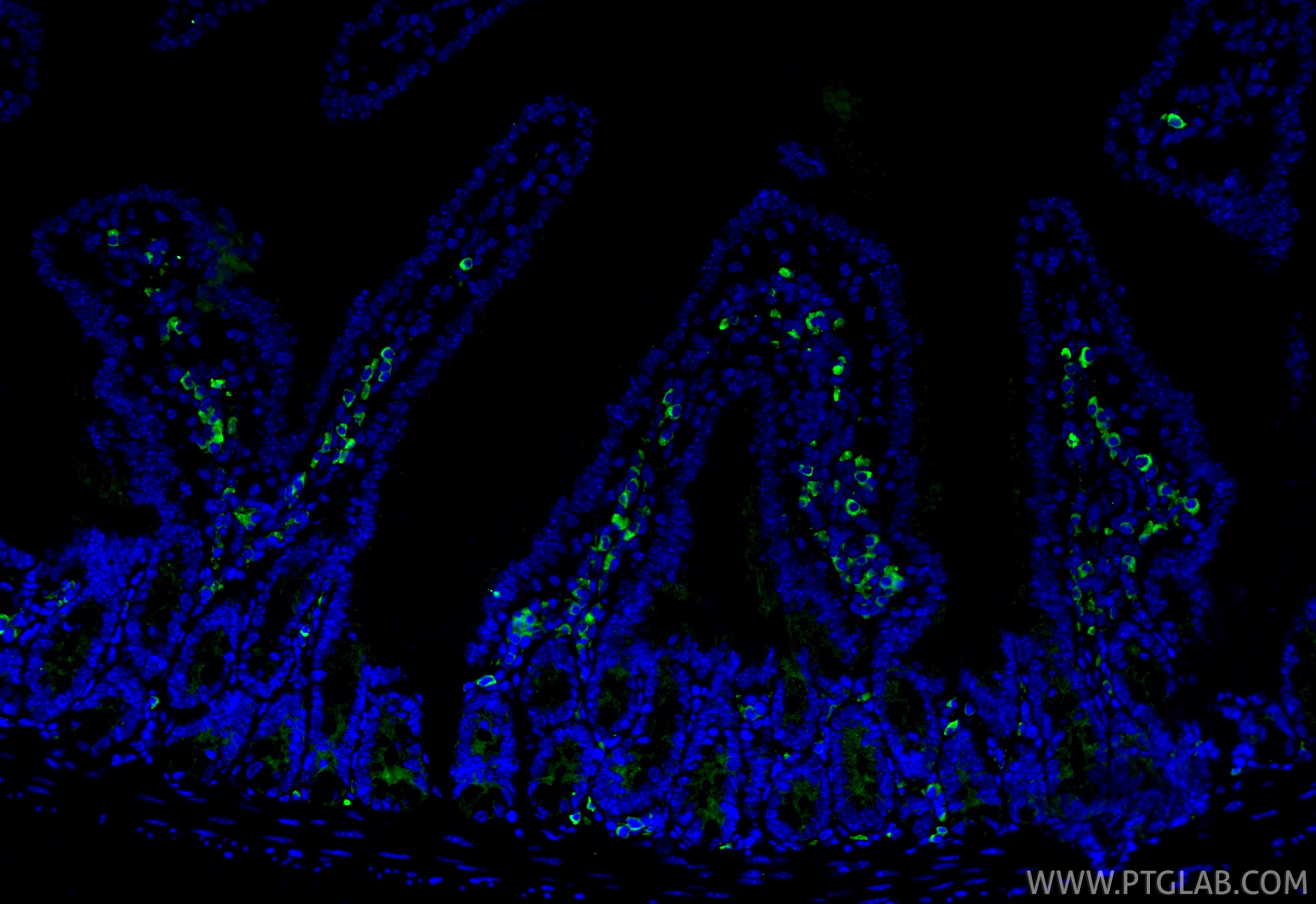 IF Staining of mouse small intestine using 66900-1-Ig Immunofluorescence (IF) / fluorescent staining of mouse small intestine tissue using YAP1 Monoclonal antibody (66900-1-Ig)