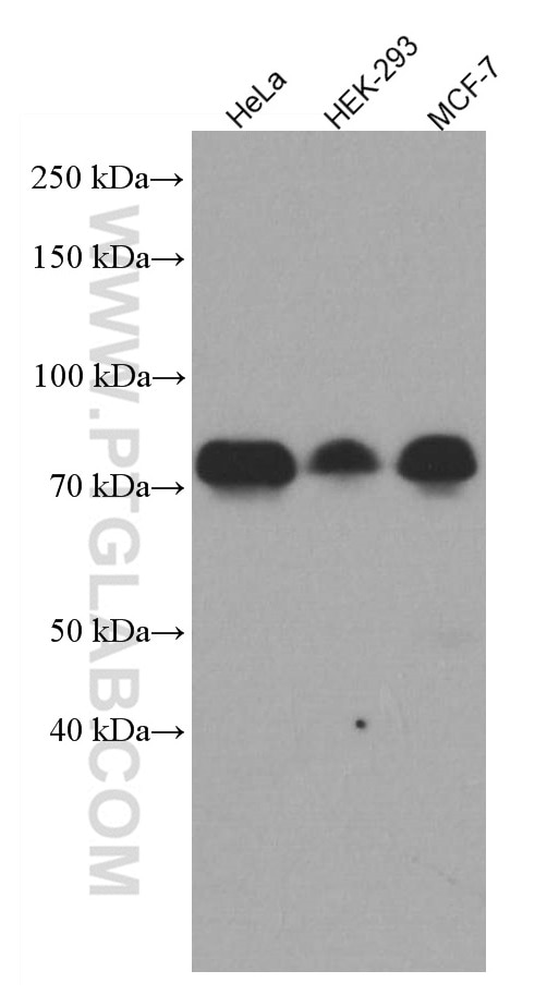 Western Blot (WB) analysis of various lysates using YAP1 Monoclonal antibody (66900-1-Ig)