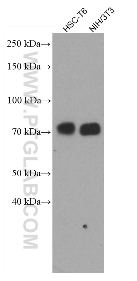 Western Blot (WB) analysis of various lysates using YAP1 Monoclonal antibody (66900-1-Ig)