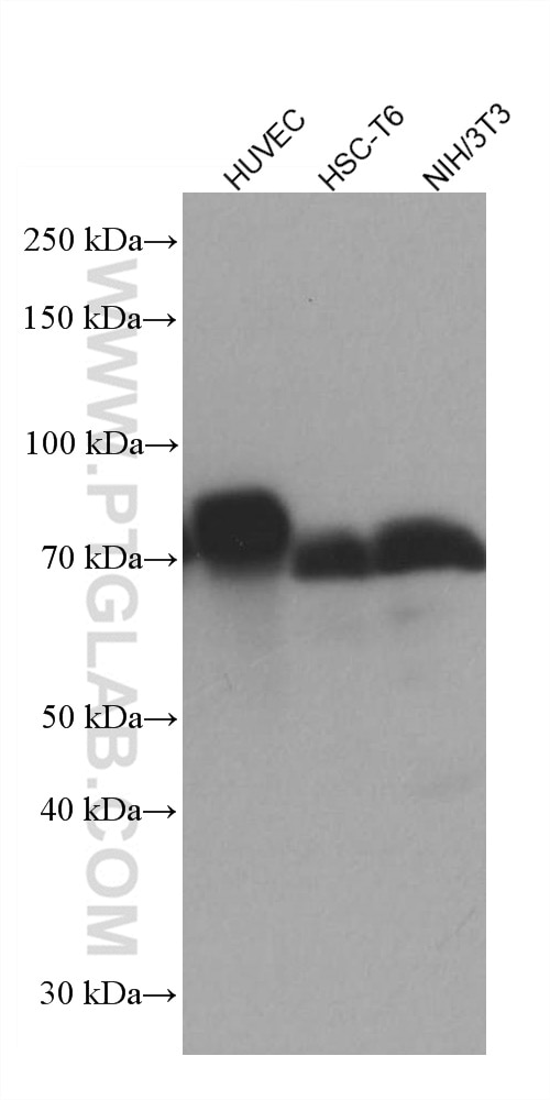 Western Blot (WB) analysis of various lysates using YAP1 Monoclonal antibody (66900-1-Ig)