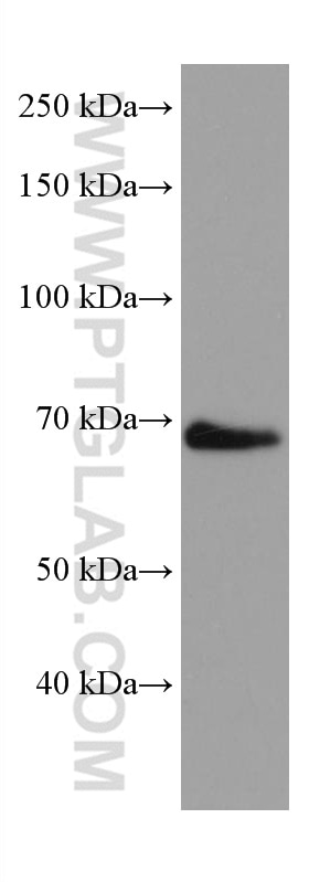 Western Blot (WB) analysis of HeLa cells using YAP1 Monoclonal antibody (66900-1-Ig)