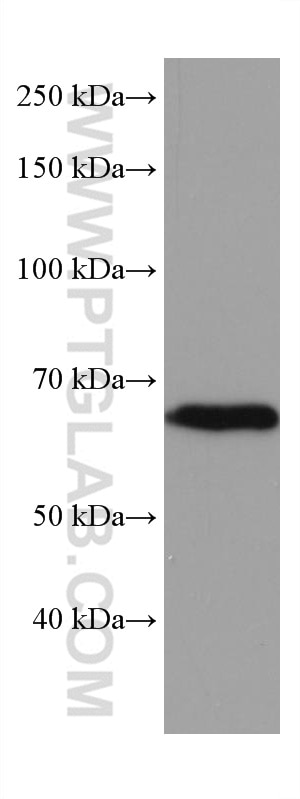 Western Blot (WB) analysis of HSC-T6 cells using YAP1 Monoclonal antibody (66900-1-Ig)