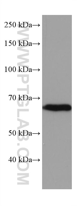 WB analysis of HSC-T6 using 66900-1-Ig