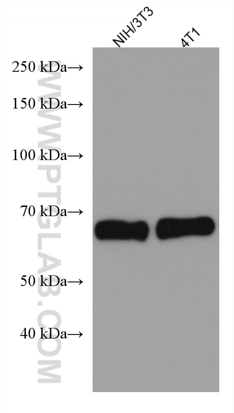 Western Blot (WB) analysis of NIH/3T3 cells using YAP1 Monoclonal antibody (66900-1-Ig)