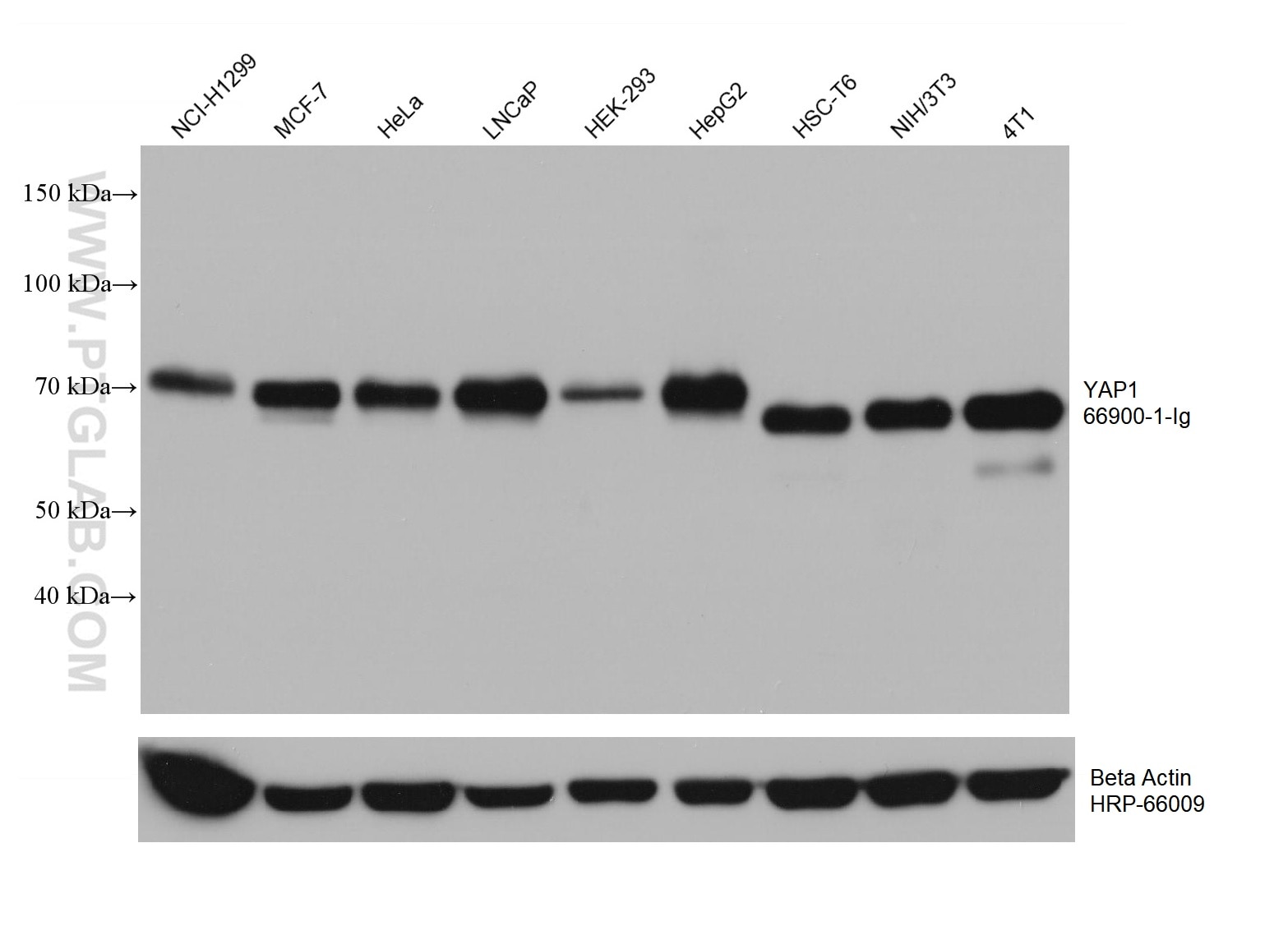 Western Blot (WB) analysis of various lysates using YAP1 Monoclonal antibody (66900-1-Ig)