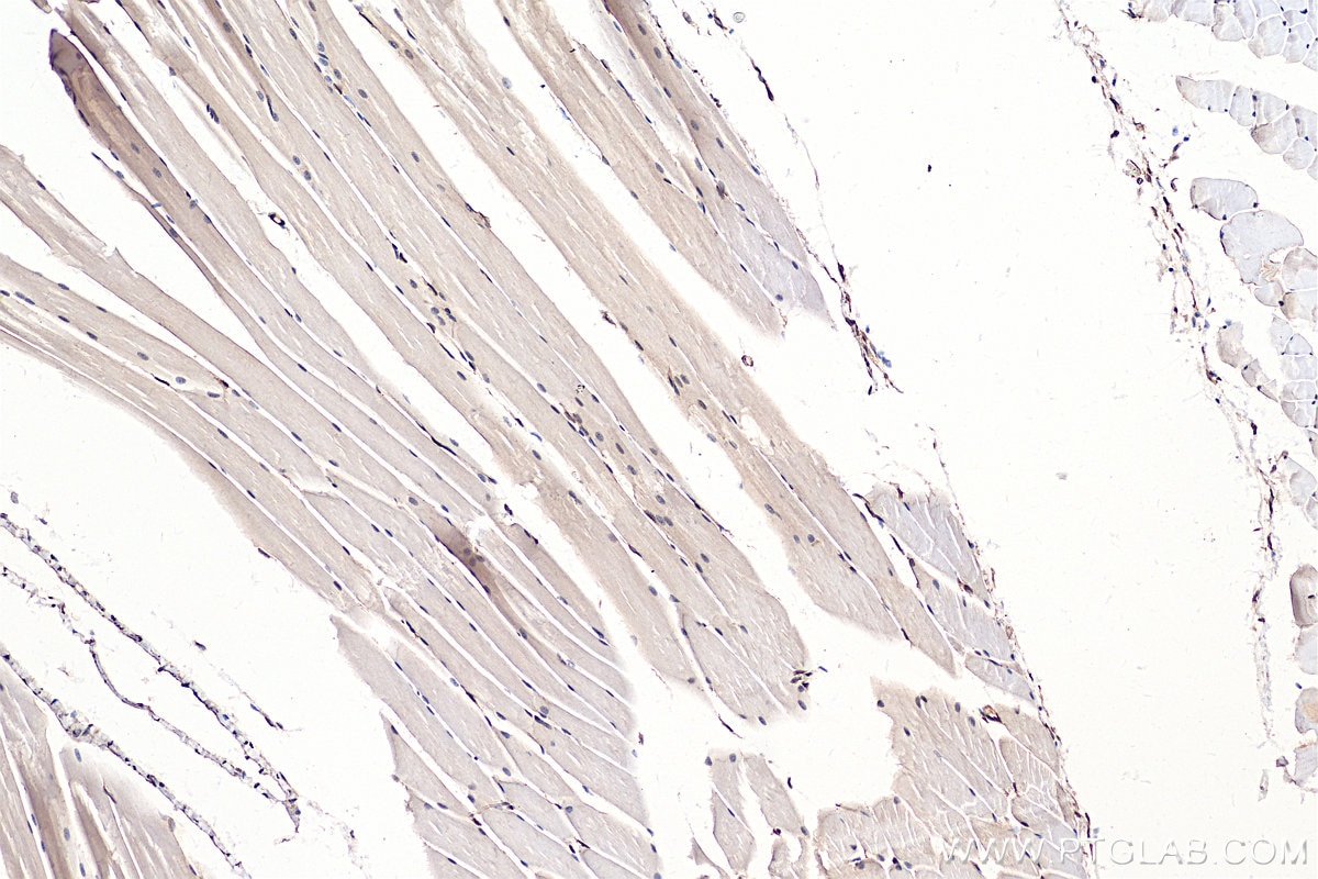 Immunohistochemistry (IHC) staining of mouse skeletal muscle tissue using YAP1 Recombinant antibody (81090-1-RR)