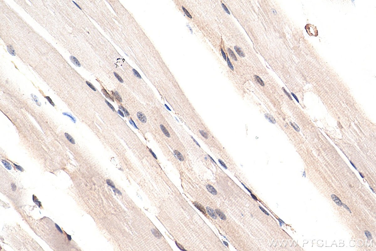 Immunohistochemistry (IHC) staining of mouse skeletal muscle tissue using YAP1 Recombinant antibody (81090-1-RR)