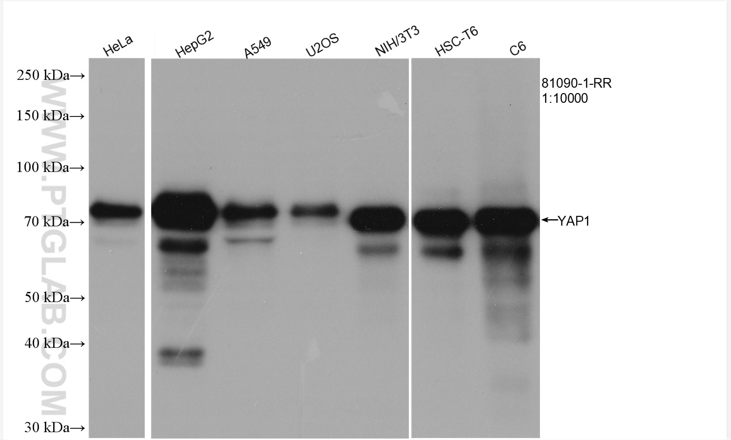 Western Blot (WB) analysis of various lysates using YAP1 Recombinant antibody (81090-1-RR)