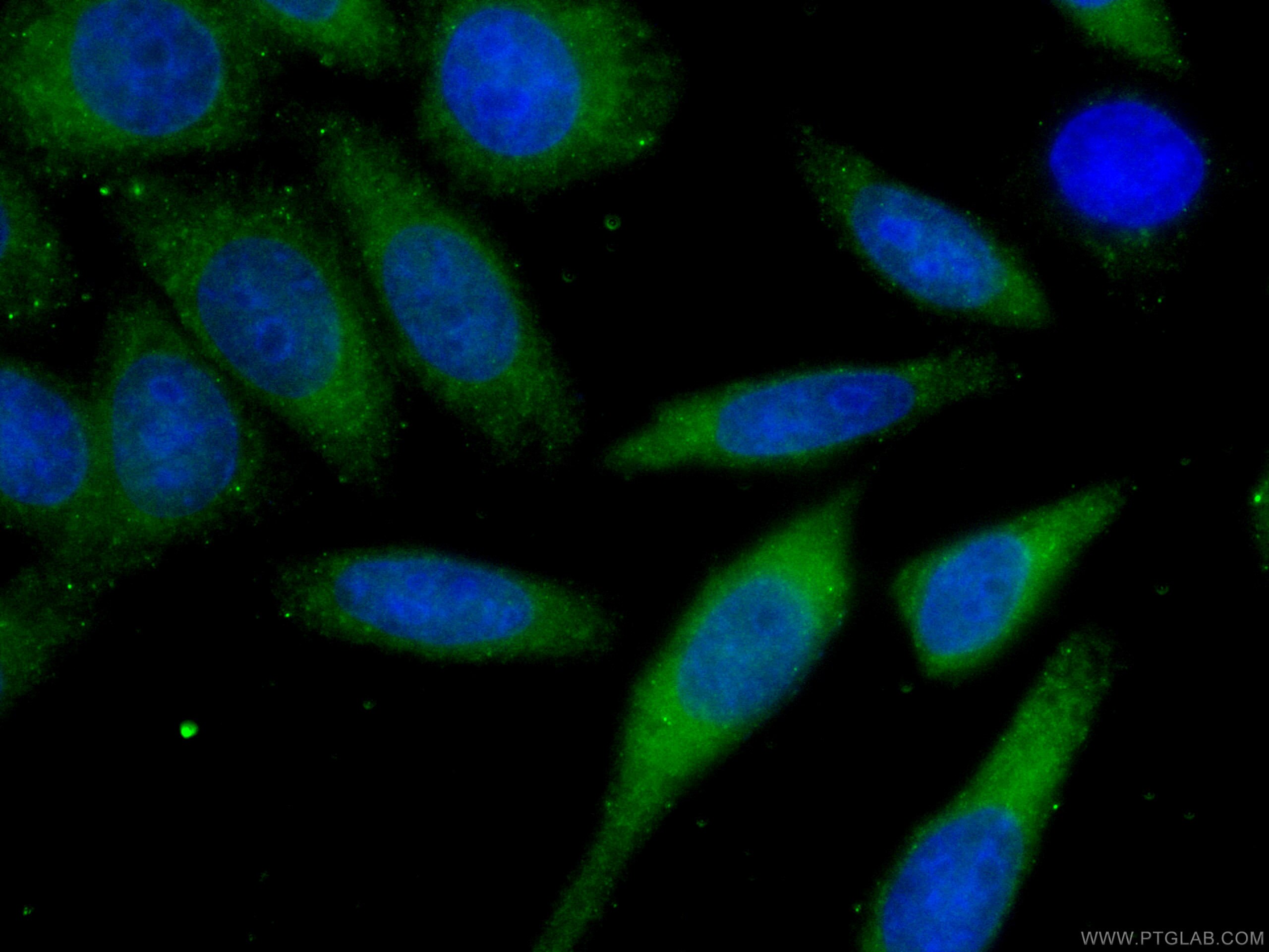 IF Staining of HepG2 using CL488-66900