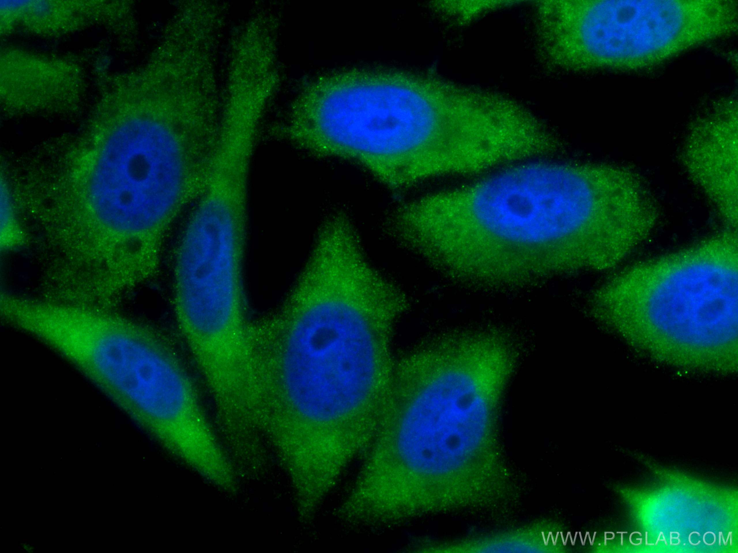 Immunofluorescence (IF) / fluorescent staining of HepG2 cells using CoraLite® Plus 488-conjugated YAP1 Monoclonal anti (CL488-66900)