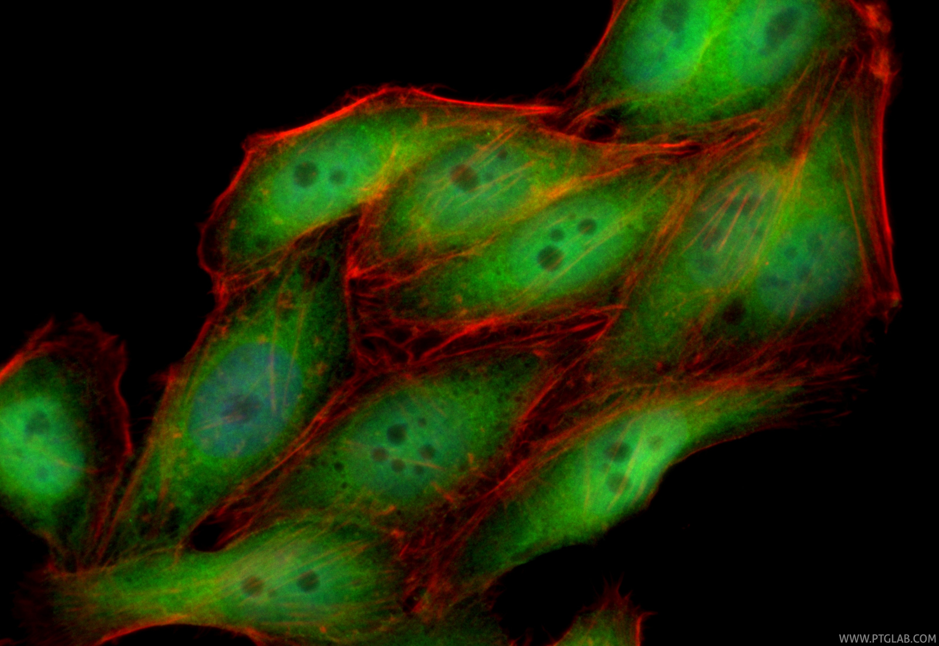 Immunofluorescence (IF) / fluorescent staining of HepG2 cells using CoraLite® Plus 488-conjugated YAP1 Recombinant mon (CL488-81090)