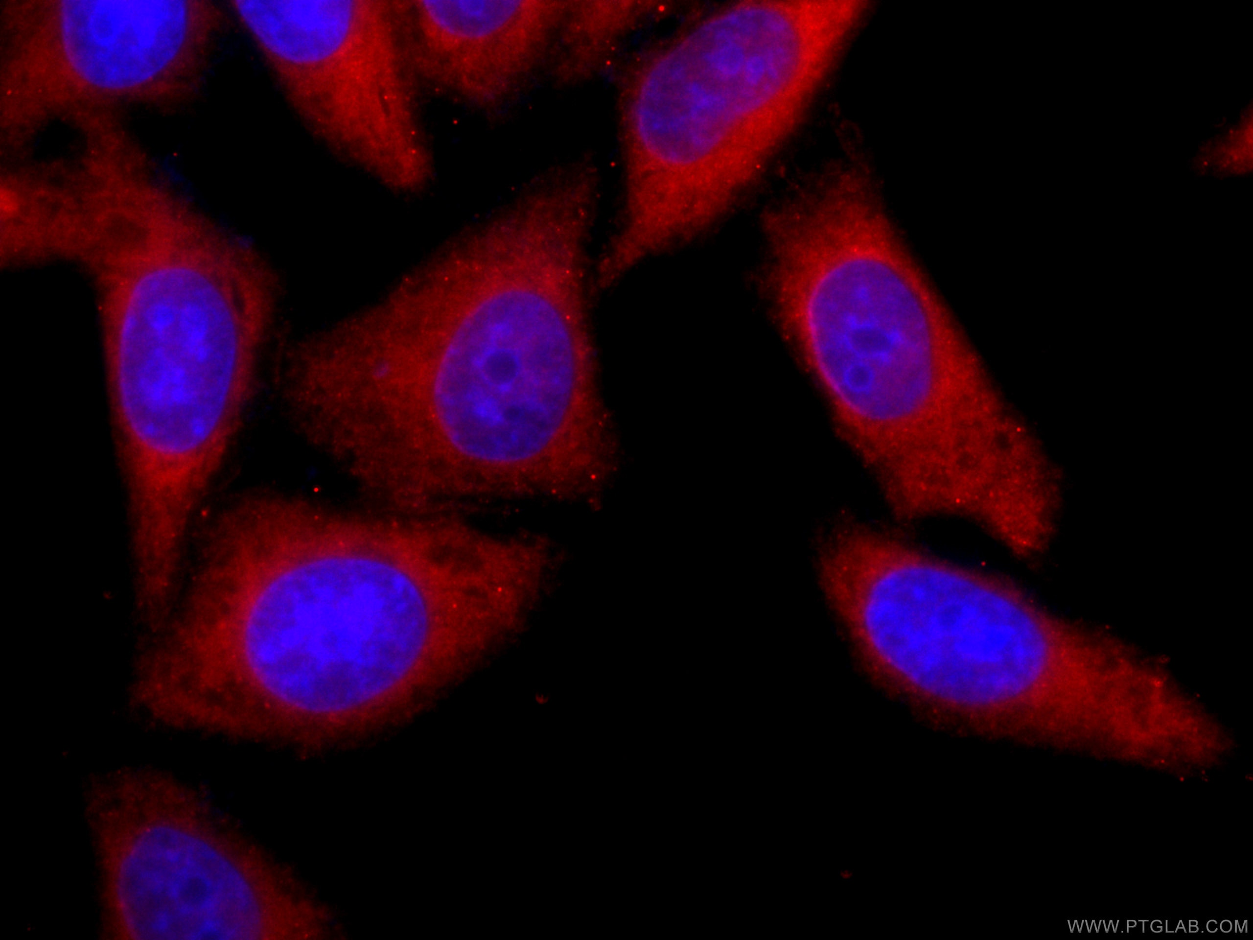 IF Staining of HepG2 using CL594-66900