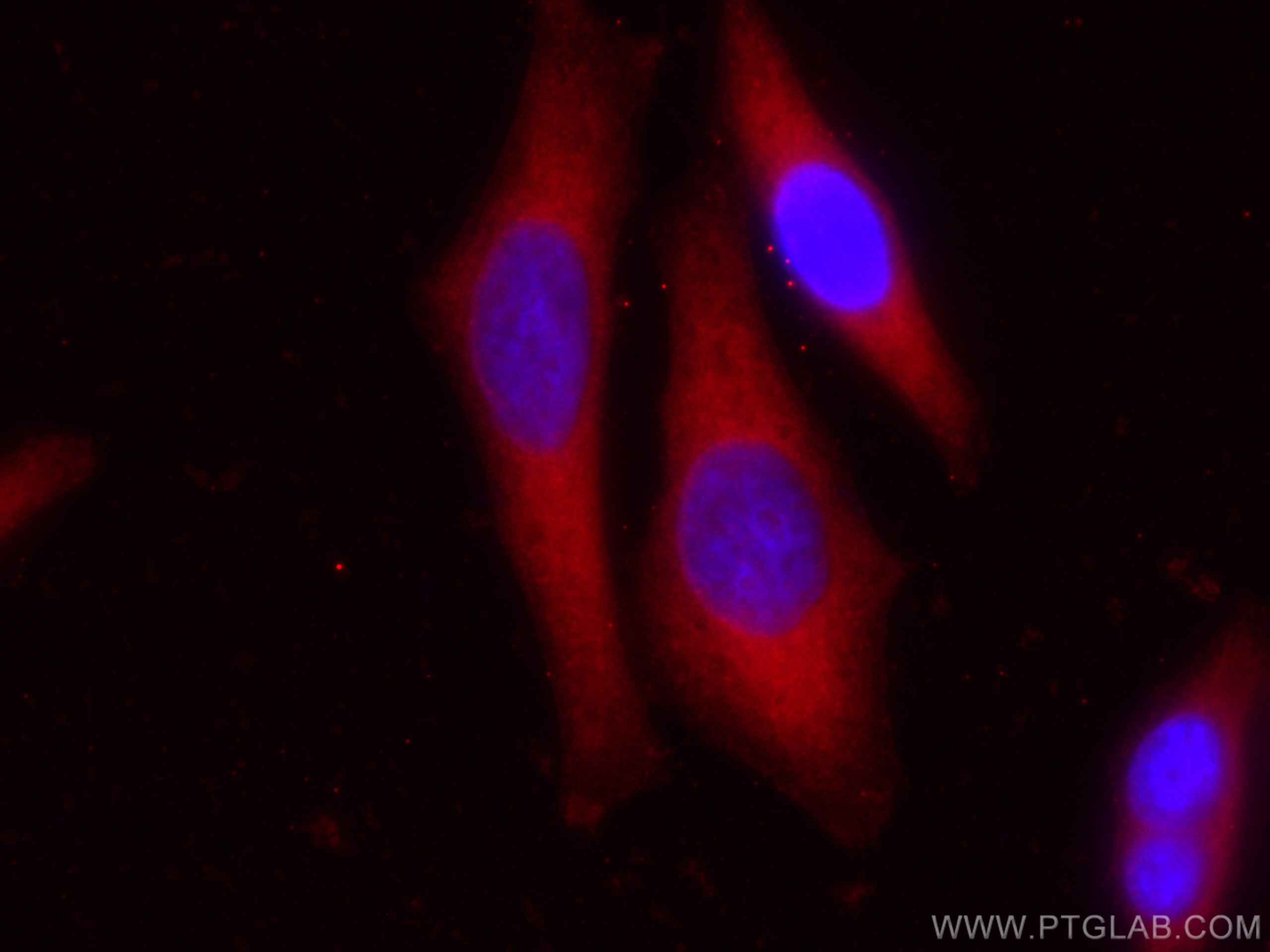 Immunofluorescence (IF) / fluorescent staining of HepG2 cells using CoraLite®594-conjugated YAP1 Monoclonal antibody (CL594-66900)