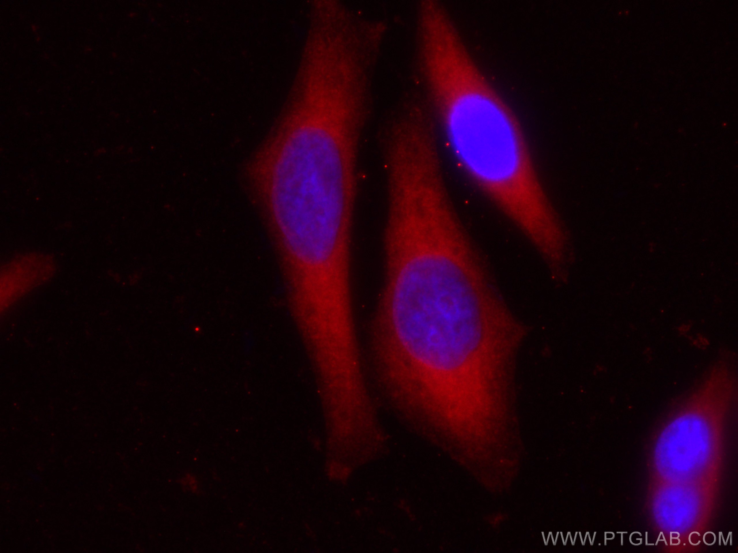 IF Staining of HepG2 using CL594-66900