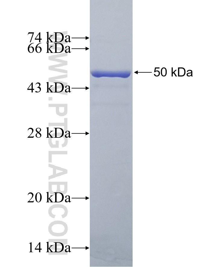 YAP1 fusion protein Ag33106 SDS-PAGE