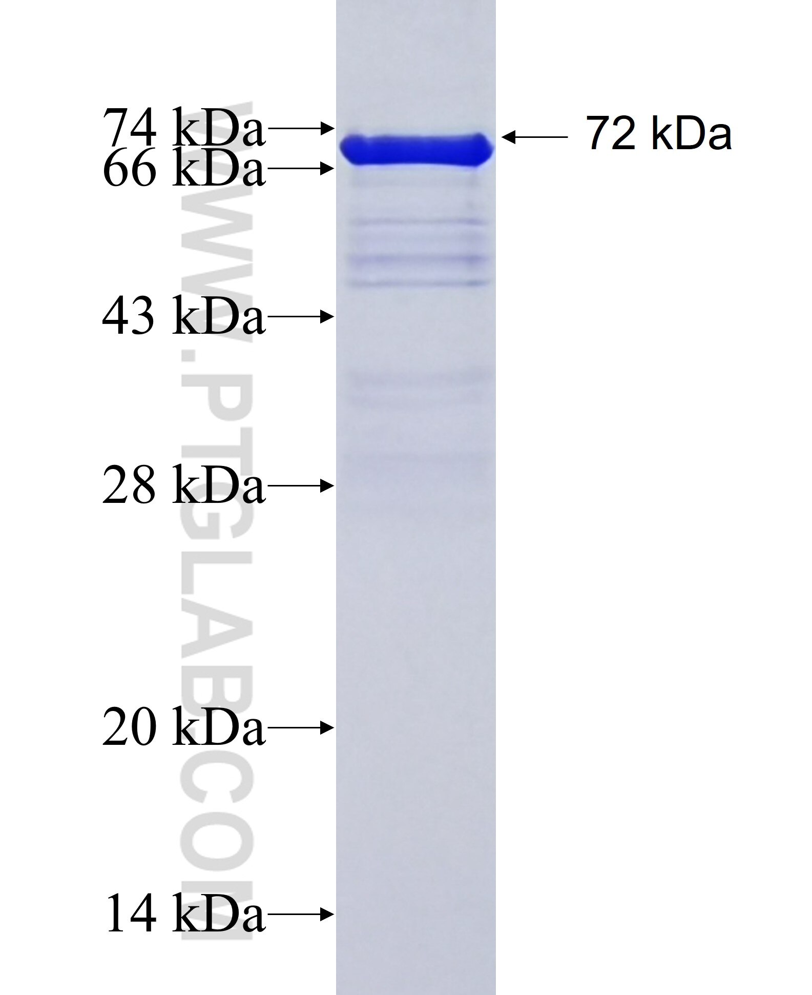 YAP1 fusion protein Ag4510 SDS-PAGE