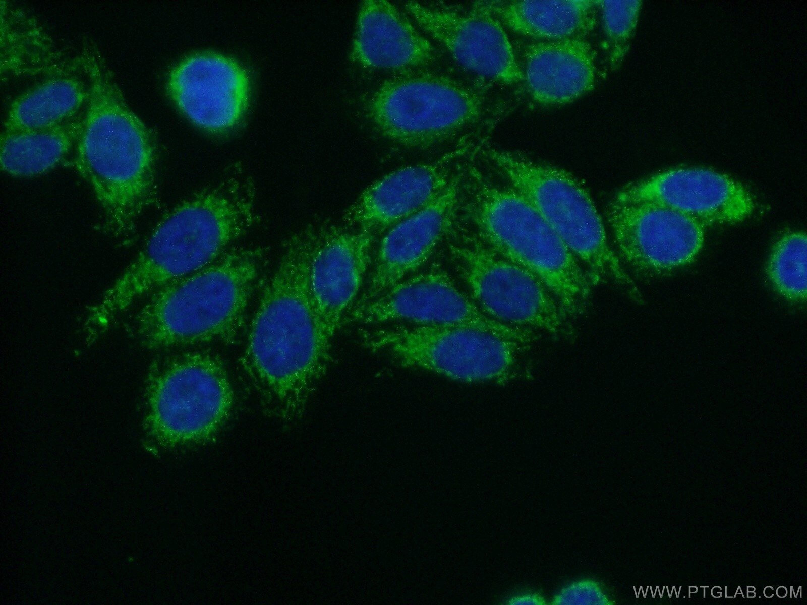Immunofluorescence (IF) / fluorescent staining of HepG2 cells using YARS2 Polyclonal antibody (17150-1-AP)