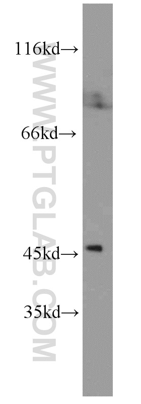 Western Blot (WB) analysis of K-562 cells using YARS2 Polyclonal antibody (17150-1-AP)
