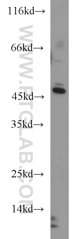 Western Blot (WB) analysis of K-562 cells using YARS2 Polyclonal antibody (17150-1-AP)