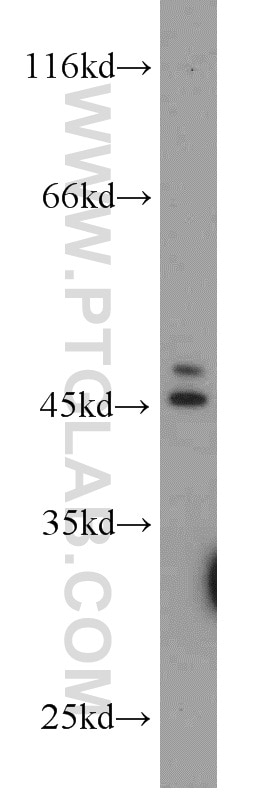 Western Blot (WB) analysis of HepG2 cells using YARS2 Polyclonal antibody (17150-1-AP)