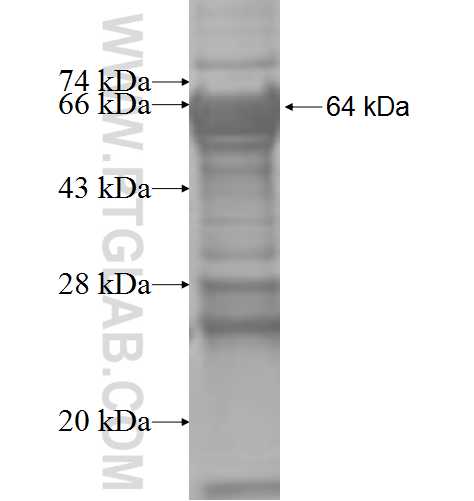YARS2 fusion protein Ag9530 SDS-PAGE