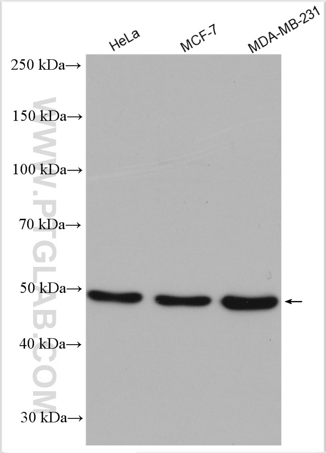 Western Blot (WB) analysis of various lysates using YBX1 Polyclonal antibody (20339-1-AP)