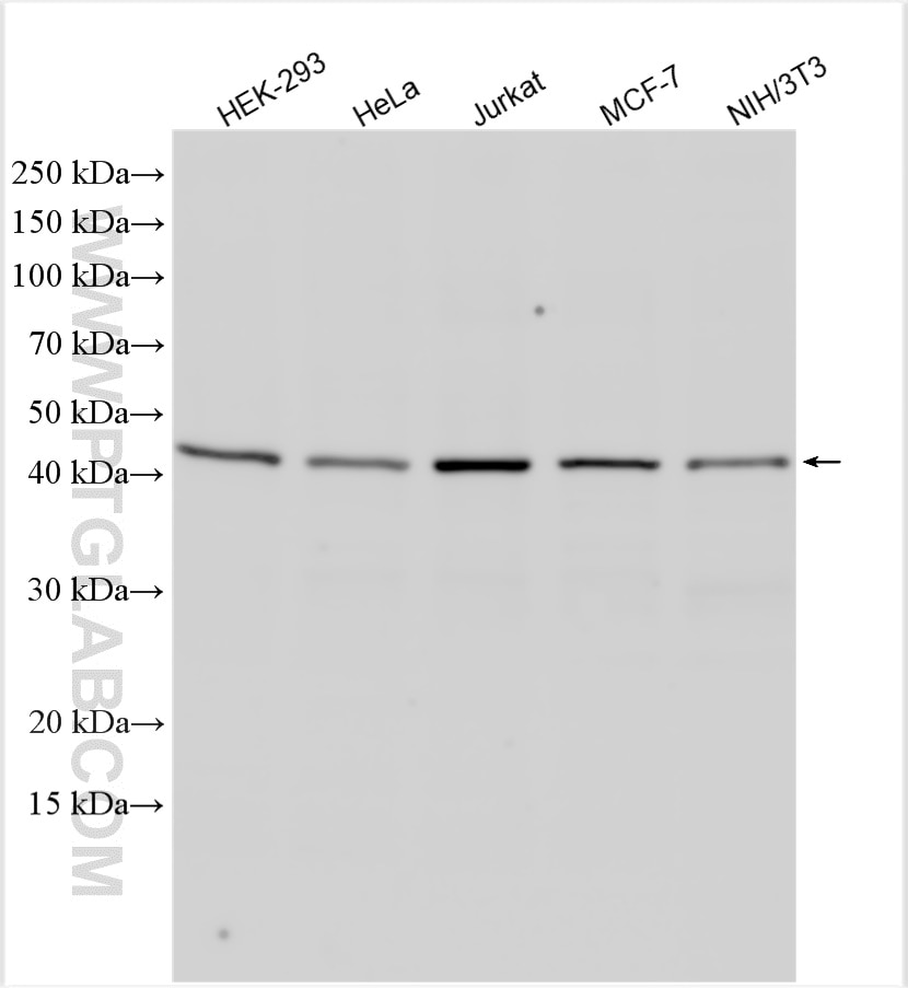 Western Blot (WB) analysis of various lysates using YBX1 Polyclonal antibody (20339-1-AP)