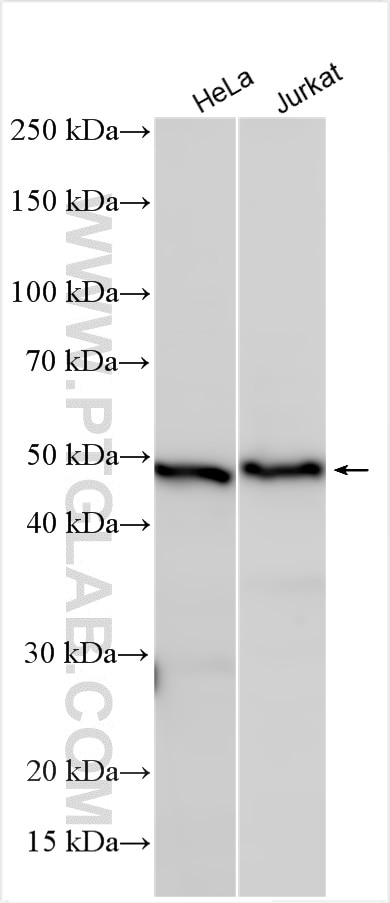 Western Blot (WB) analysis of various lysates using YBX1 Polyclonal antibody (20339-1-AP)