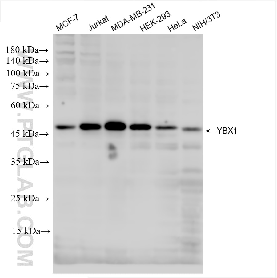 Western Blot (WB) analysis of various lysates using YBX1 Recombinant antibody (84993-4-RR)