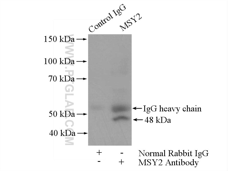 Immunoprecipitation (IP) experiment of PC-3 cells using MSY2 Polyclonal antibody (13538-1-AP)