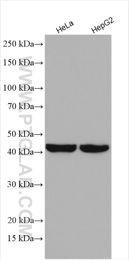 Western Blot (WB) analysis of various lysates using MSY2 Polyclonal antibody (13538-1-AP)