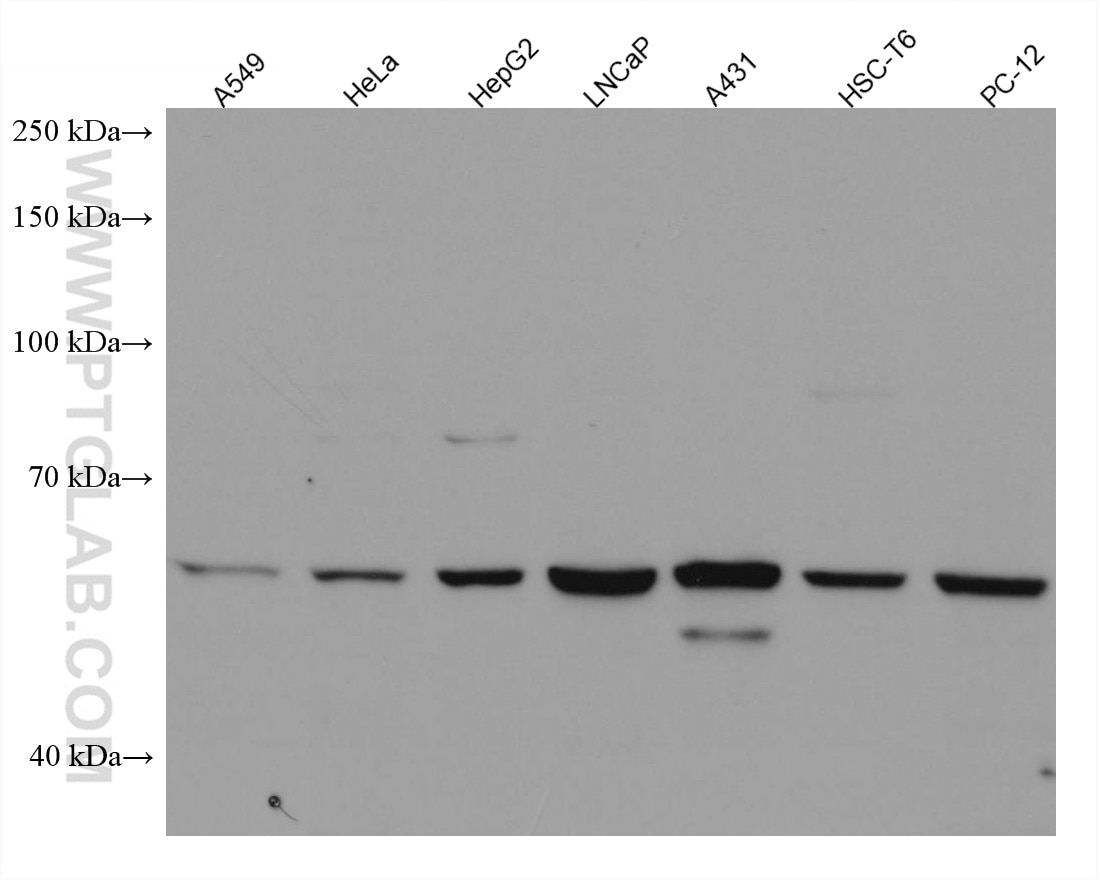 Western Blot (WB) analysis of various lysates using YES1 Monoclonal antibody (67196-1-Ig)