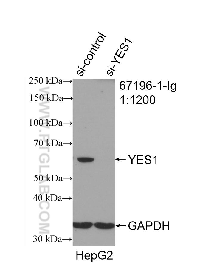 Western Blot (WB) analysis of HepG2 cells using YES1 Monoclonal antibody (67196-1-Ig)