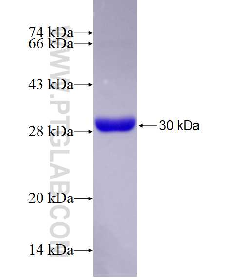 YES1 fusion protein Ag5016 SDS-PAGE