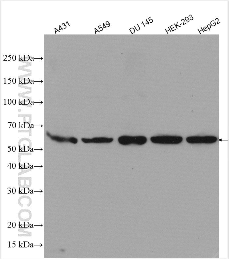 Western Blot (WB) analysis of various lysates using YES1-Specific Polyclonal antibody (20243-1-AP)