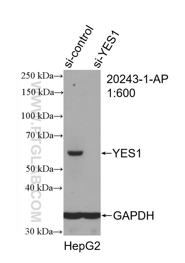 Western Blot (WB) analysis of HepG2 cells using YES1-Specific Polyclonal antibody (20243-1-AP)