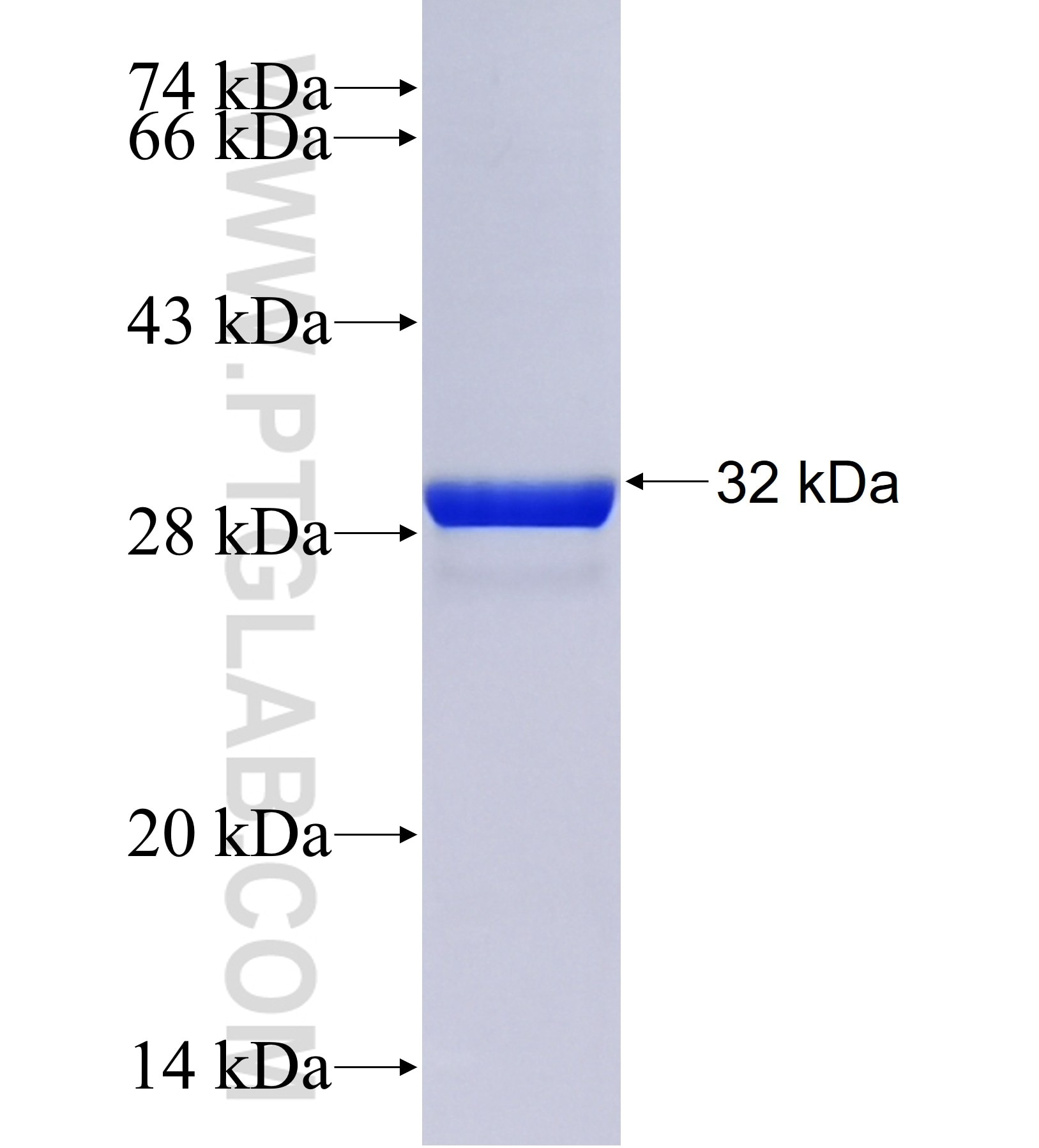 YIF1A fusion protein Ag42048 SDS-PAGE YIF1A fusion protein Ag42048 SDS-PAGE