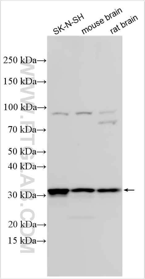 Western Blot (WB) analysis of various lysates using YIF1B Polyclonal antibody (16406-1-AP)