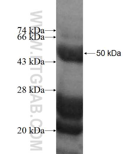 YIF1B fusion protein Ag9538 SDS-PAGE
