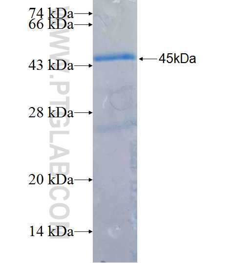 YIPF1 fusion protein Ag26354 SDS-PAGE