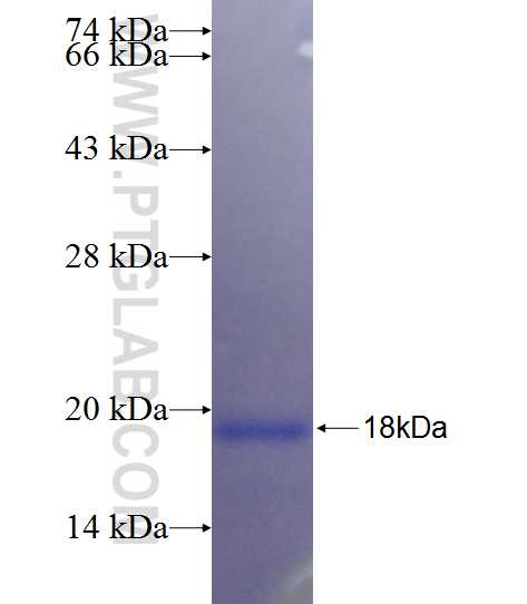 YIPF1 fusion protein Ag26373 SDS-PAGE