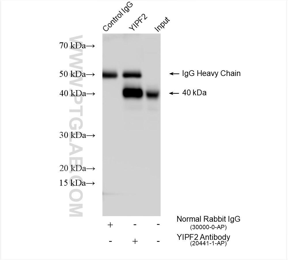 Immunoprecipitation (IP) experiment of HepG2 cells using YIPF2 Polyclonal antibody (20441-1-AP)