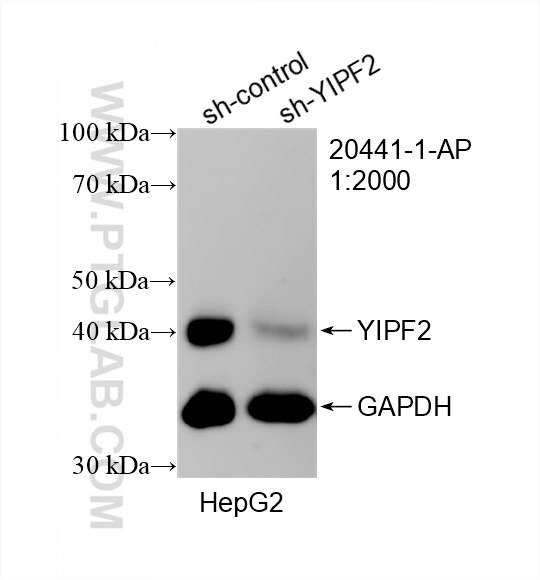 Western Blot (WB) analysis of HepG2 cells using YIPF2 Polyclonal antibody (20441-1-AP)