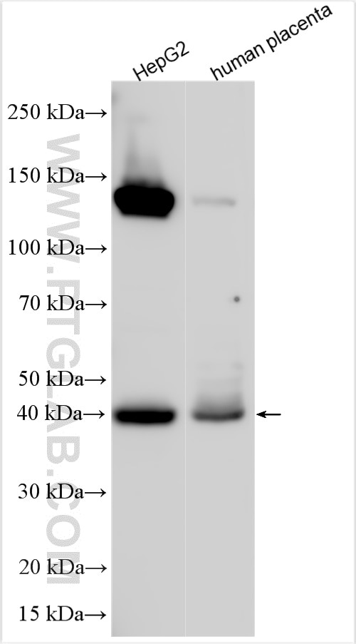 Western Blot (WB) analysis of various lysates using YIPF2 Polyclonal antibody (20441-1-AP)