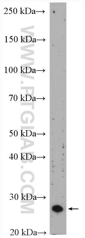 Western Blot (WB) analysis of Jurkat cells using YIPF4 Polyclonal antibody (15473-1-PBS)